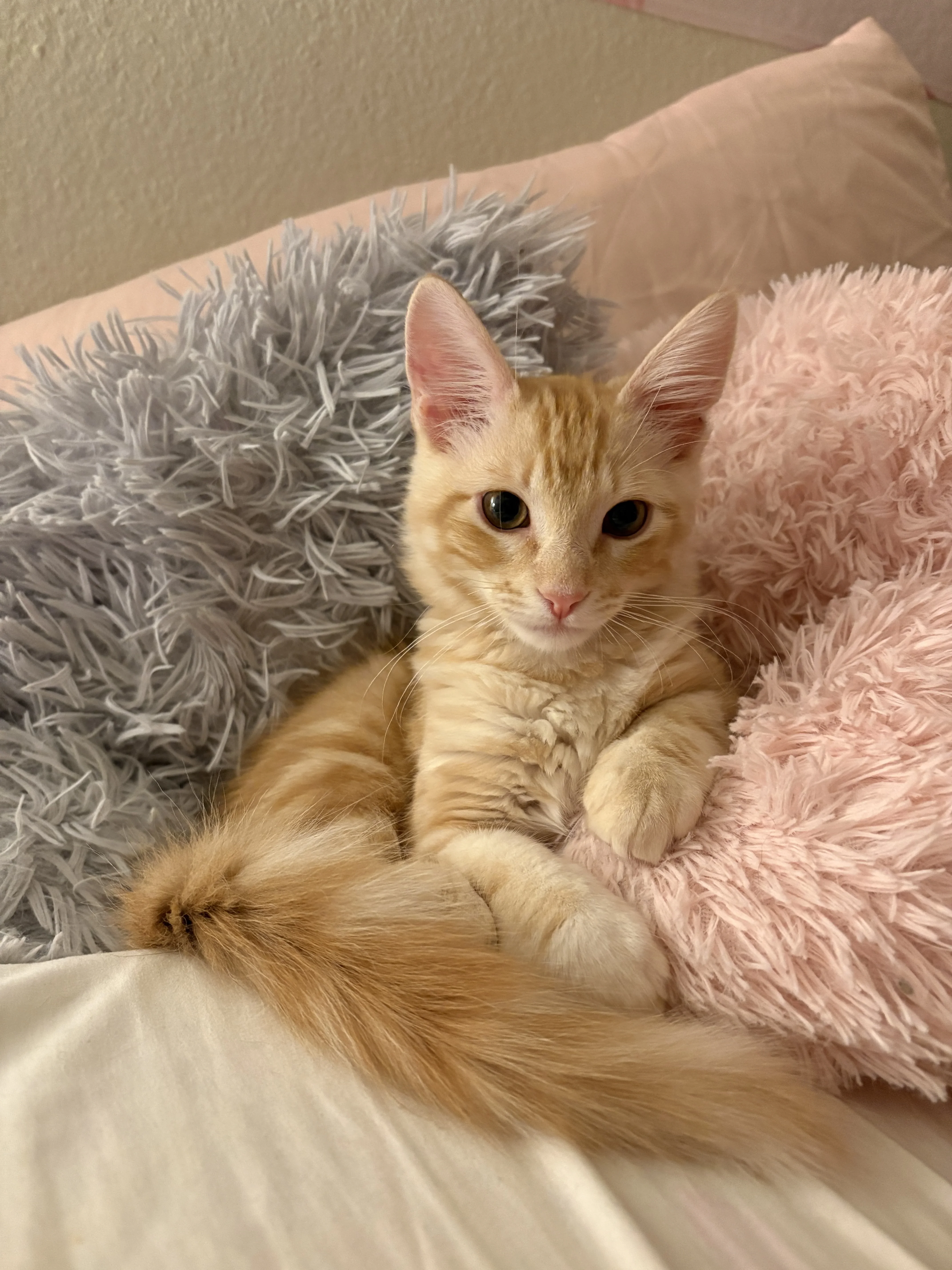Milo