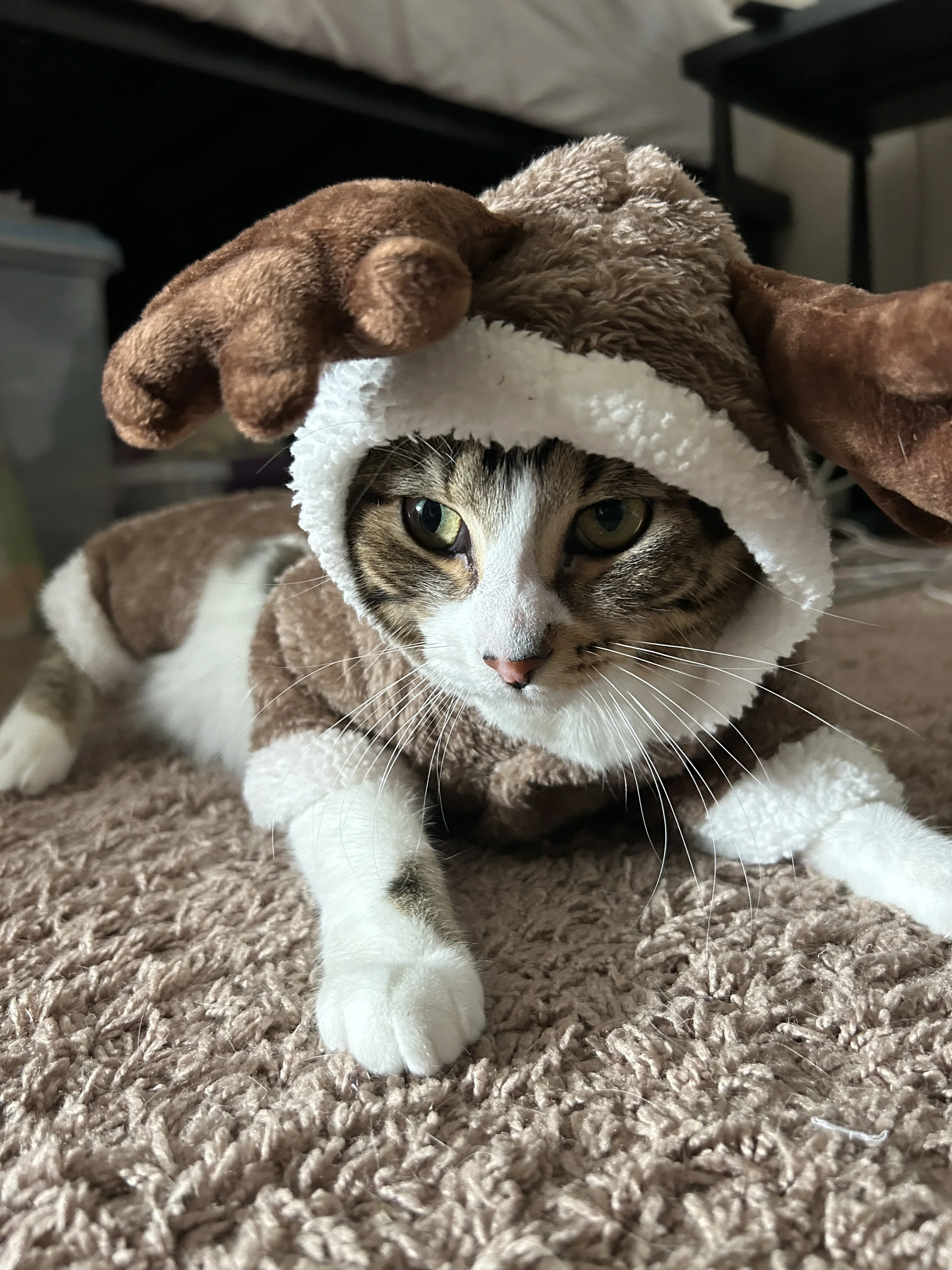Mocha